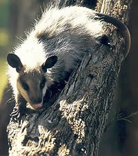 tlacuache_.jpg